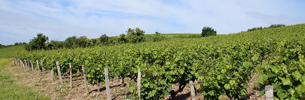 Vineyard slope at Domaine Les Vaux Louis