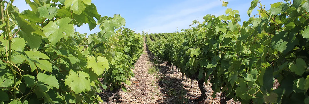 Vignes du domaine au coucher du soleil