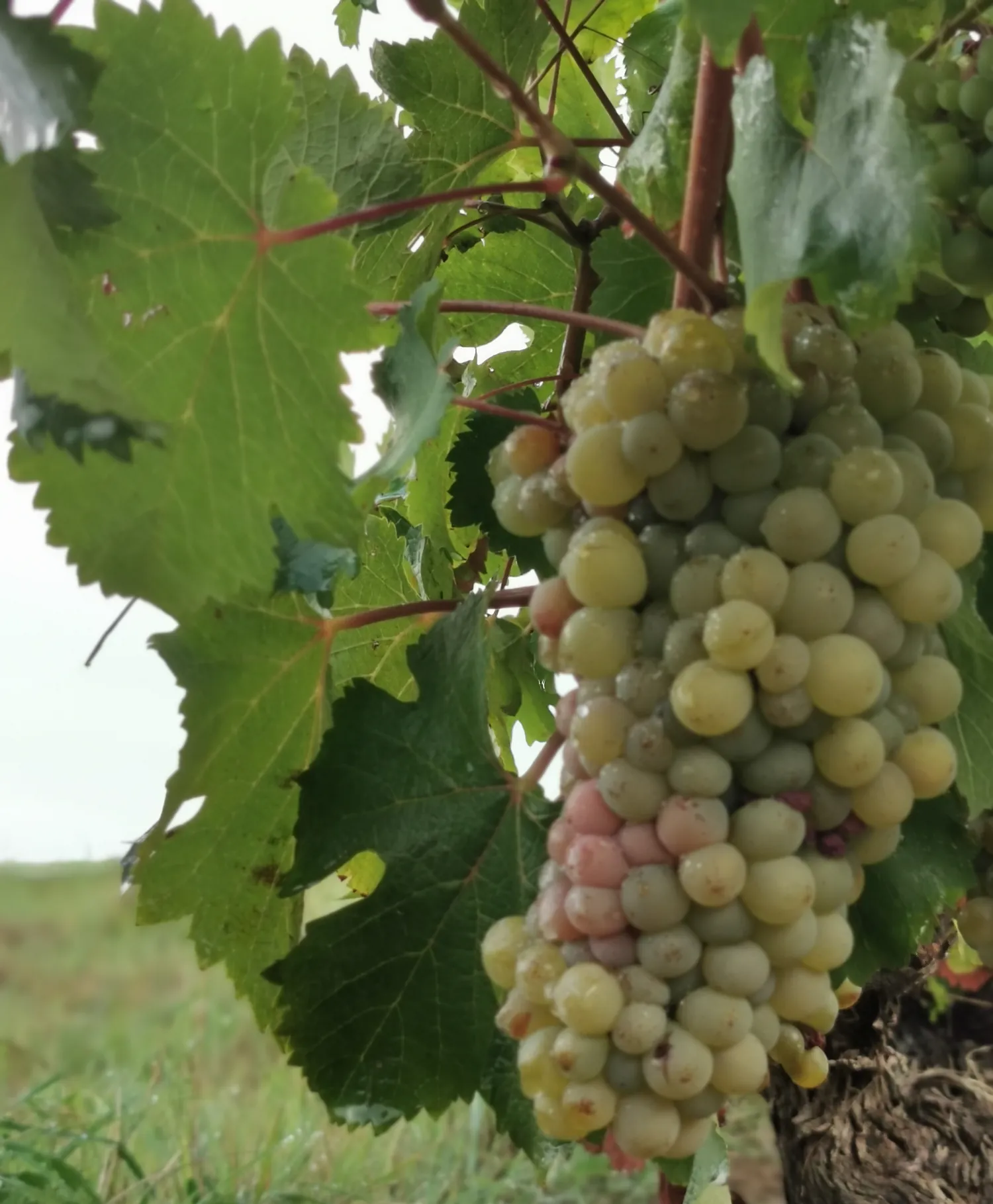 Ripe Chenin Blanc grapes in the estate's vines