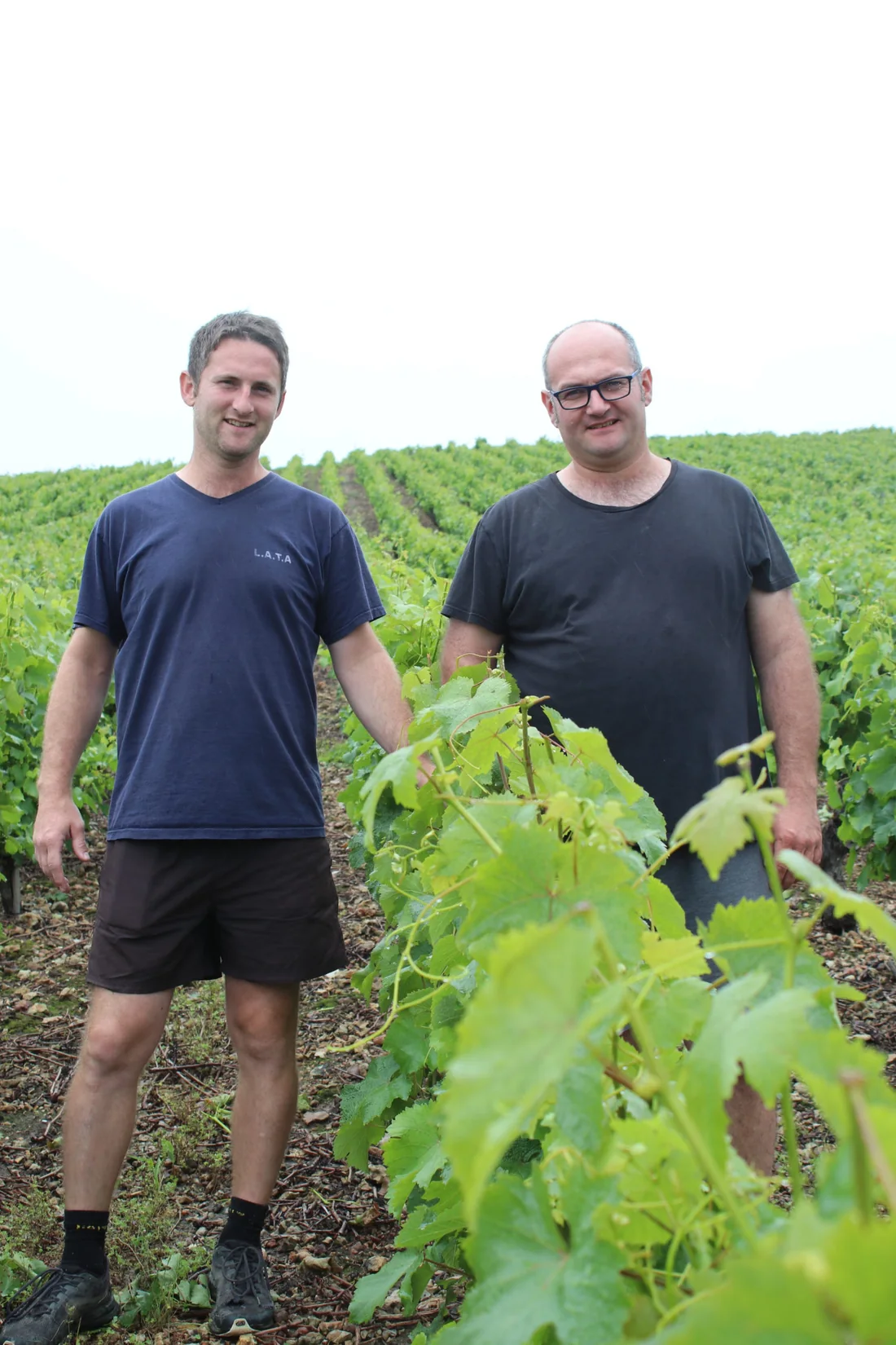 Thomas and Julien Brunet, winegrowers of Domaine Les Vaux Louis, in their Vouvray vineyards