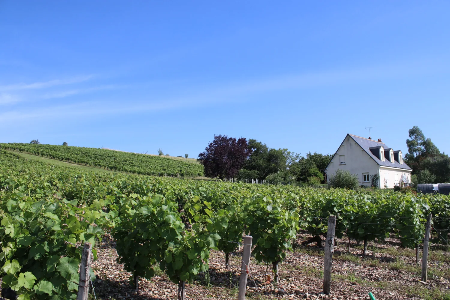 A Loire farmhouse among the estate's vines