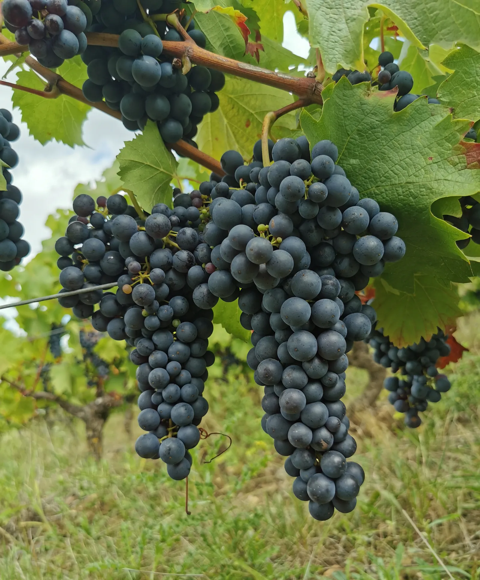 Grappes de pinot noir mûr dans les vignes du domaine