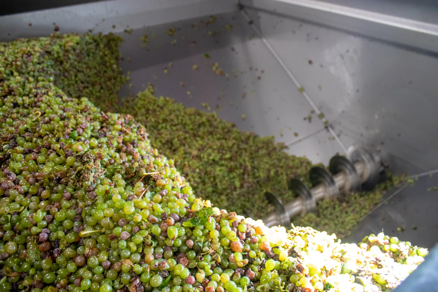 The press screw filled with Chenin grapes at Domaine Les Vaux Louis