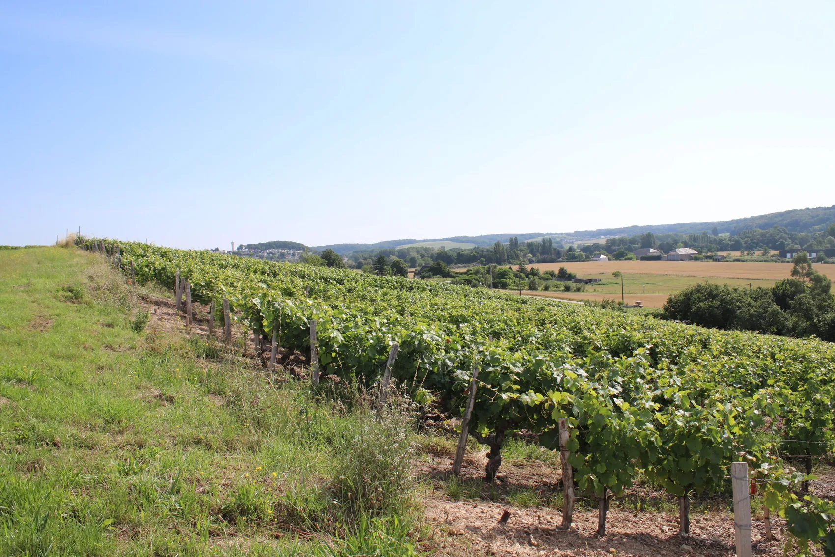 The vineyards of Domaine Les Vaux Louis overlooking the valley at Vernou-sur-Brenne