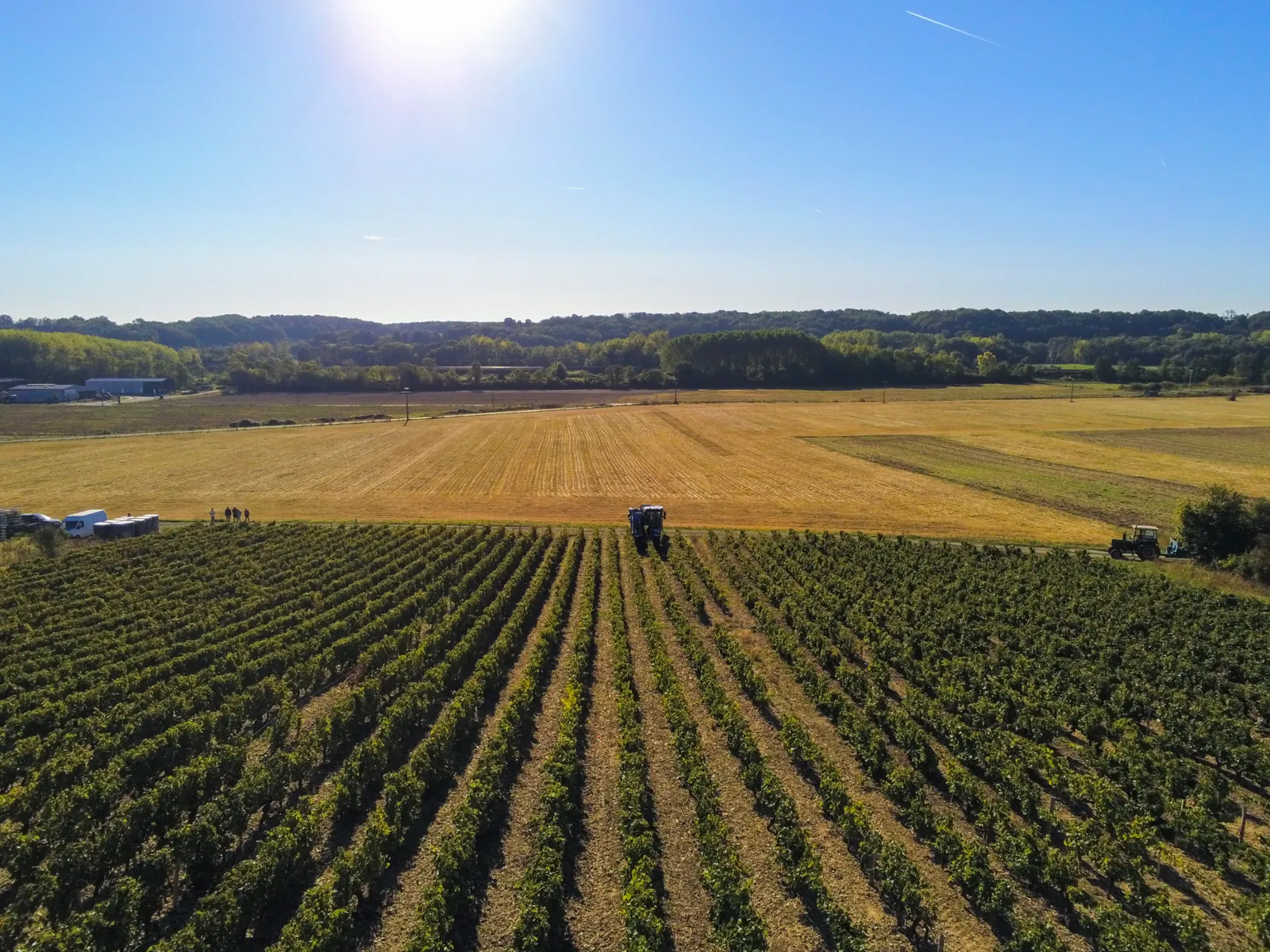 Aerial view of the grape harvest in the vines at Domaine Les Vaux Louis