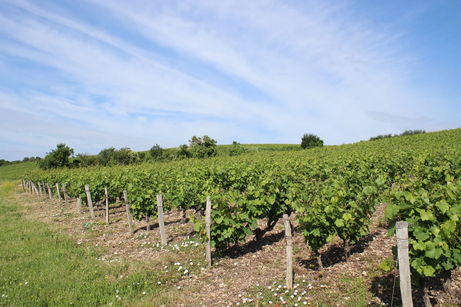 The vineyard and the valley from the estate's slopes